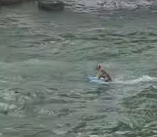 Невозмутимо катающаяся на серфинге собака стала звездой Сети