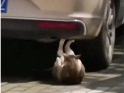 Кот «худел» перед летом: качал пресс