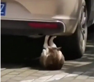 Кот «худел» перед летом: качал пресс