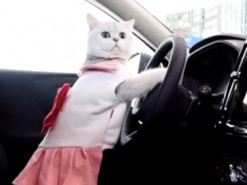 Хозяин сделал из своей кошки топ-модель