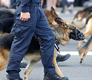 Службові собаки ЗСУ отримають ветеринарні аптечки