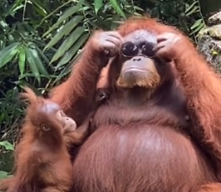Самка орангутана начепила на себе окуляри туристки, чим повеселила користувачів мережі