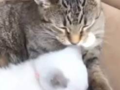 Котенку подарили «сестренку»: малыши трогательно обнялись