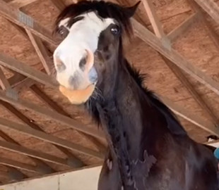 Конь Фантом стал звездой TikTok благодаря огромному росту