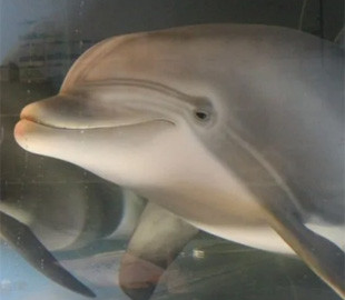 В США создали реалистичного робота-дельфина