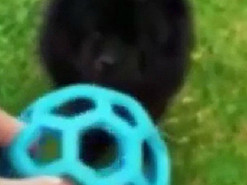 Пушистый пёсик учился играть в мяч: его фиаско рассмешило Сеть