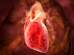 Создана первая в истории трёхмерная карта нейронов сердца