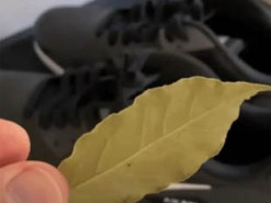 Як за допомогою лаврового листя позбутися неприємного запаху із взуття: народний рецепт