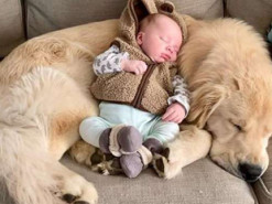 Забота ретривера о младенце растрогала соцсети