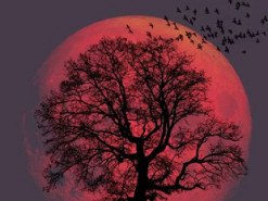 Украинцы 13 июля смогут наблюдать необычно крупное суперлуние