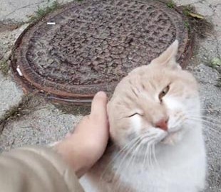 В Украине бездомный кот завел блог в Instagram, где рассказывает о жизни уличных животных