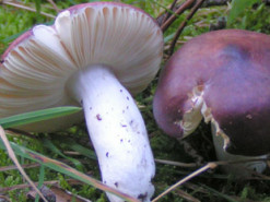 В Одесі чотирнадцятирічна дівчина отруїлася сумішшю сухих грибів