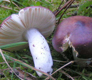 В Одесі чотирнадцятирічна дівчина отруїлася сумішшю сухих грибів