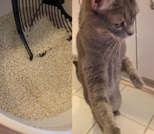 Реакция испуганного кота на автоматический лоток рассмешила Сеть