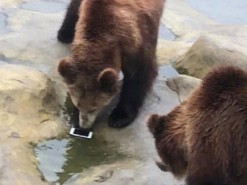 Неуклюжий турист швырнул iPhone в вольер с медведями