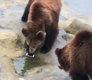 Неуклюжий турист швырнул iPhone в вольер с медведями