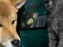 Конфликт возмущенной кошки и болтливого пса попал на видео