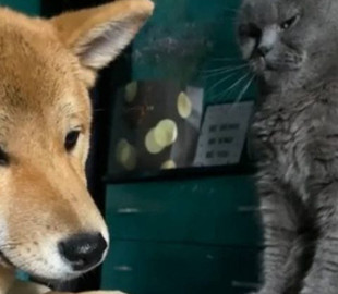 Конфликт возмущенной кошки и болтливого пса попал на видео