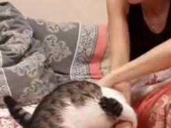 Кот удивил девушку и порадовал пользователей Сети