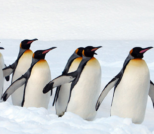 Минутка милоты: полярники «Академика Вернадского» сняли видео, как пингвины «маршируют» к океану за рыбой