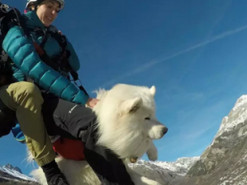 Сеть насмешил пес, обожающий летать на параплане