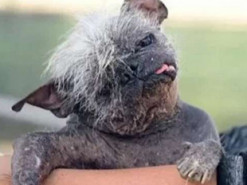 Самую уродливую собаку в мире выбрали в США