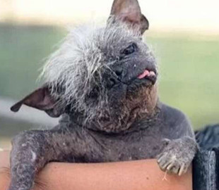 Самую уродливую собаку в мире выбрали в США