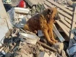 Помер пес Крим, який вижив під час ракетного удару по Дніпру