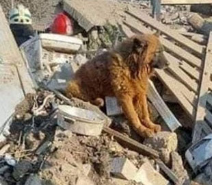 Помер пес Крим, який вижив під час ракетного удару по Дніпру