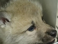 Майбутнє настало. У Китаї народився перший у світі клонований вовк