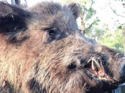 Тікаючи з Харківщини, окупанти поцупили голову кабана