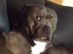 В сети смеются над вирусным видео с реакцией пса на пение хозяйки