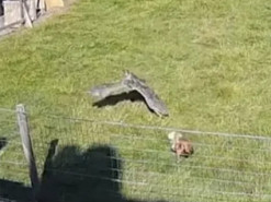 Реакция козла и петуха на хищного ястреба стала вирусной в сети