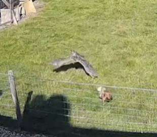 Реакция козла и петуха на хищного ястреба стала вирусной в сети