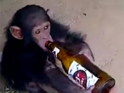 Мавпа пристрастилася до алкоголю і почала грабувати магазини, що торгують спиртним
