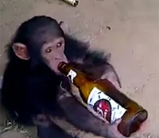 Мавпа пристрастилася до алкоголю і почала грабувати магазини, що торгують спиртним