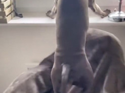 Пес устроил домашнюю тренировку на беговом кресле и рассмешил интернет