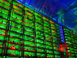 Для компенсации углеродного следа от майнинга криптовалют необходимо высадить 300 млн. деревьев