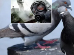 В российском Белгороде начали травить голубей, насмотревшись пропаганды о "биолабораториях" в Украине