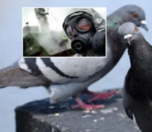 В российском Белгороде начали травить голубей, насмотревшись пропаганды о "биолабораториях" в Украине