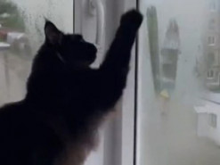 Кот нарисовал сердечко на окне и поразил соцсети