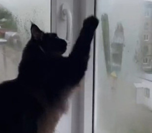 Кот нарисовал сердечко на окне и поразил соцсети