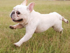 Смешные прыжки бульдога попали на видео и покорили Сеть