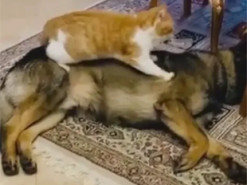 Сеть умилило видео с "кошачьим" массажем собаке