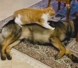 Сеть умилило видео с "кошачьим" массажем собаке