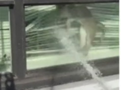 Видео с испуганным котом набрало более двух миллионов просмотров