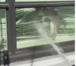 Видео с испуганным котом набрало более двух миллионов просмотров