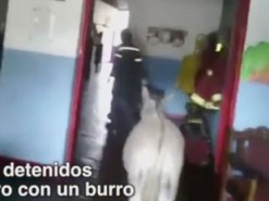 Пожарные назвали осла президентом. Эта шутка будет стоить им 10 лет тюрьмы