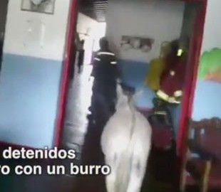 Пожарные назвали осла президентом. Эта шутка будет стоить им 10 лет тюрьмы