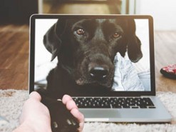 Хакеры атакуют гаджеты для домашних животных